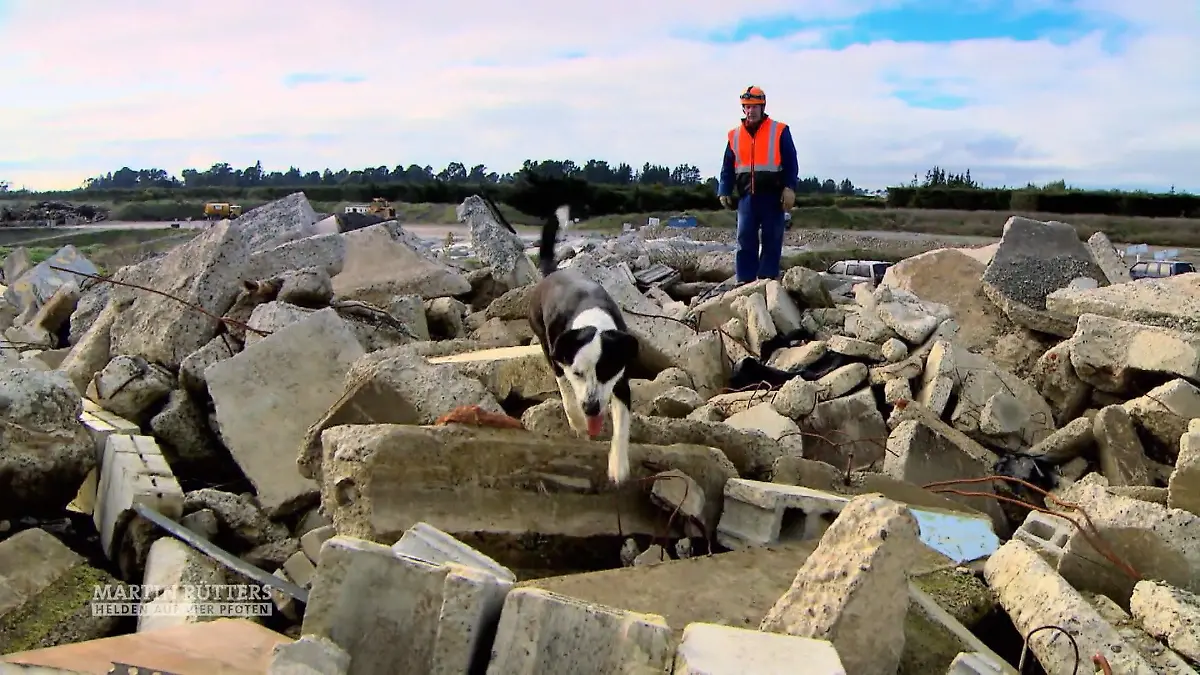 In Neuseeland sind Lawienenhunde sehr wichtig Das Land verzeichnet viele Erdbeben