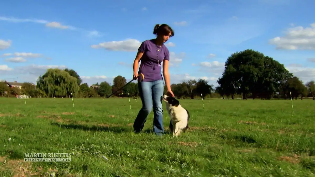 Amy und Mist üben für die Hütehund-Meisterschaften Der Sport wird von Männern dominiert