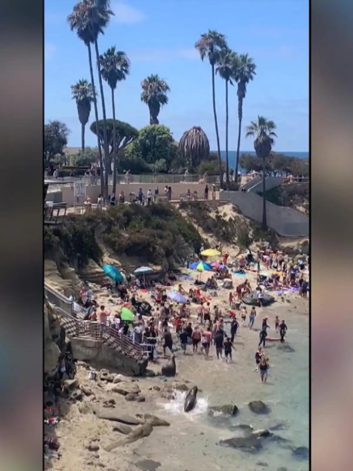 In Kalifornien zeigen zwei Seelöwen ganz klar, wer hier am Strand das Sagen hat und vertreiben die Sonnenanbeter einfach mal von ihren Plätzen.