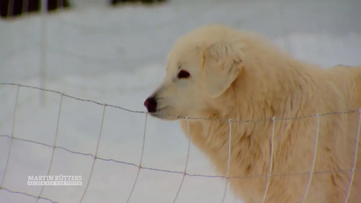 Wachhunde schützen das Vieh ihrer Farmer Coyoten, Wölfe, Adler, Pumas