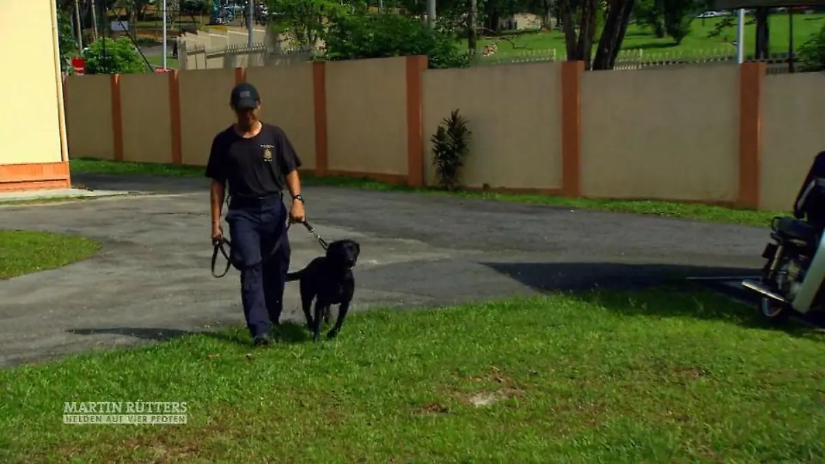 Labrador Paddy kann DVD-Raubkopien aufspüren Einer von 3 Hunden weltweit