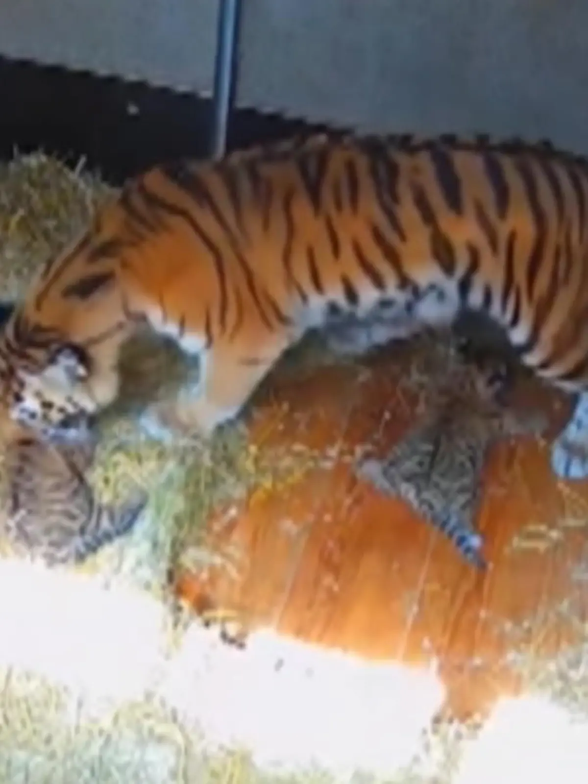 Ende Mai kamen die kleinen Tiger auf die Welt, und zugegeben, aktuell können sie noch nicht viel: fressen, schlafen und sich von Mama abschlecken lassen – aber dabei sind sie unglaublich süß! Wie süß? Das sehen Sie im Video!