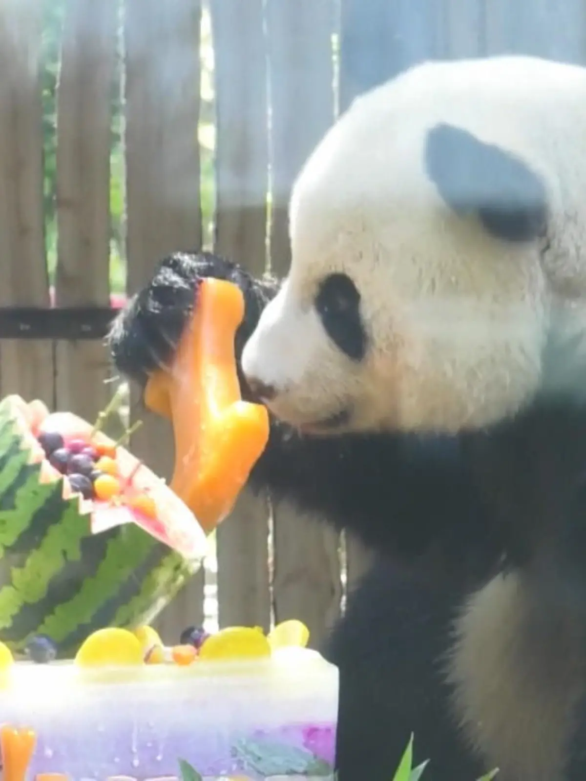 Zu seinem ersten Geburtstag durfte Panda Jinhu einen speziellen Hotpot – aus Karotten, Eis, Bambus und bunten Früchten verspeisen. Jinhu, was „Goldener Tiger“ auf Chinesisch bedeutet, lebt im Dalian Forest Zoo.