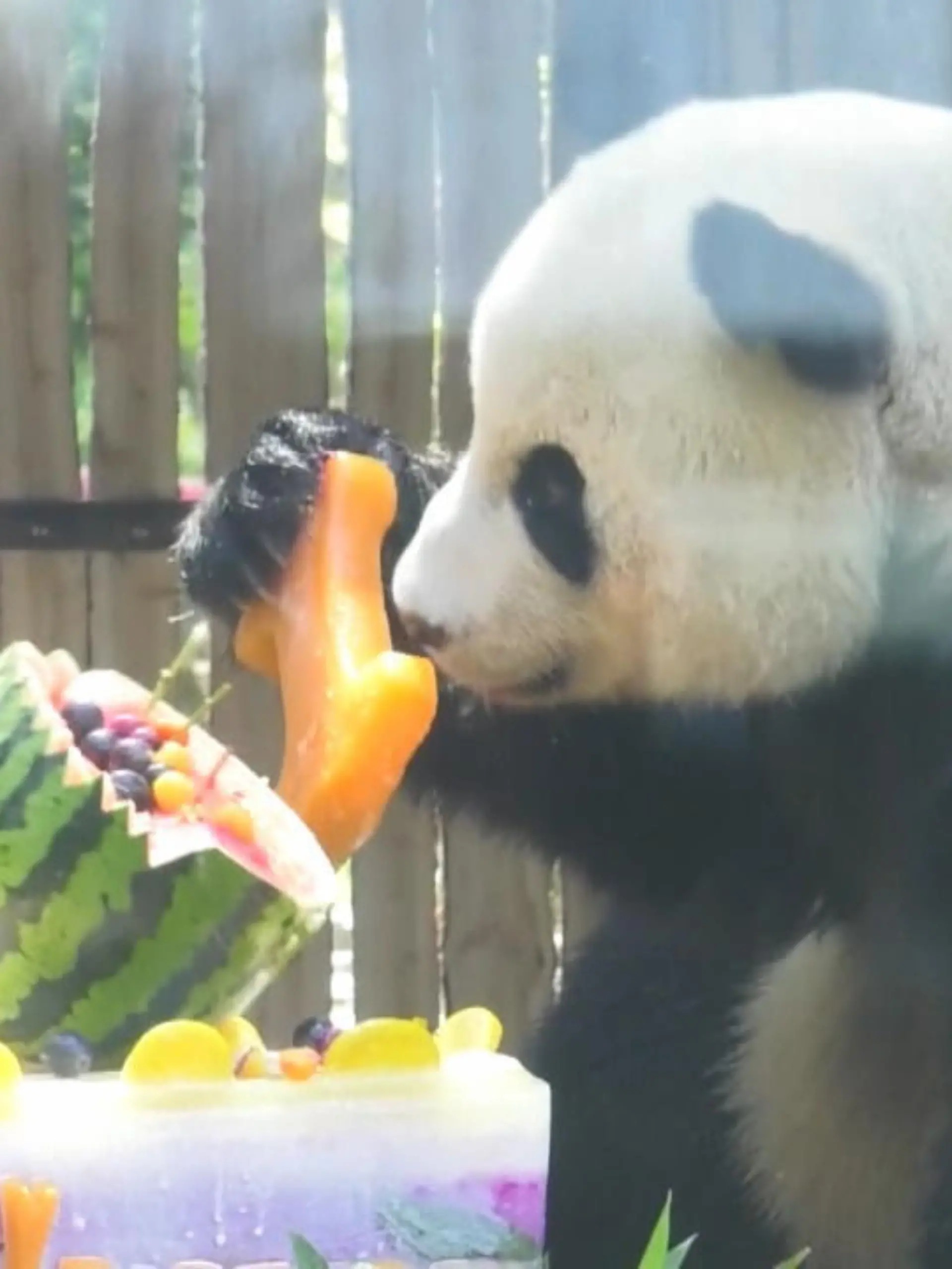 Zu seinem ersten Geburtstag durfte Panda Jinhu einen speziellen Hotpot – aus Karotten, Eis, Bambus und bunten Früchten verspeisen. Jinhu, was „Goldener Tiger“ auf Chinesisch bedeutet, lebt im Dalian Forest Zoo.
