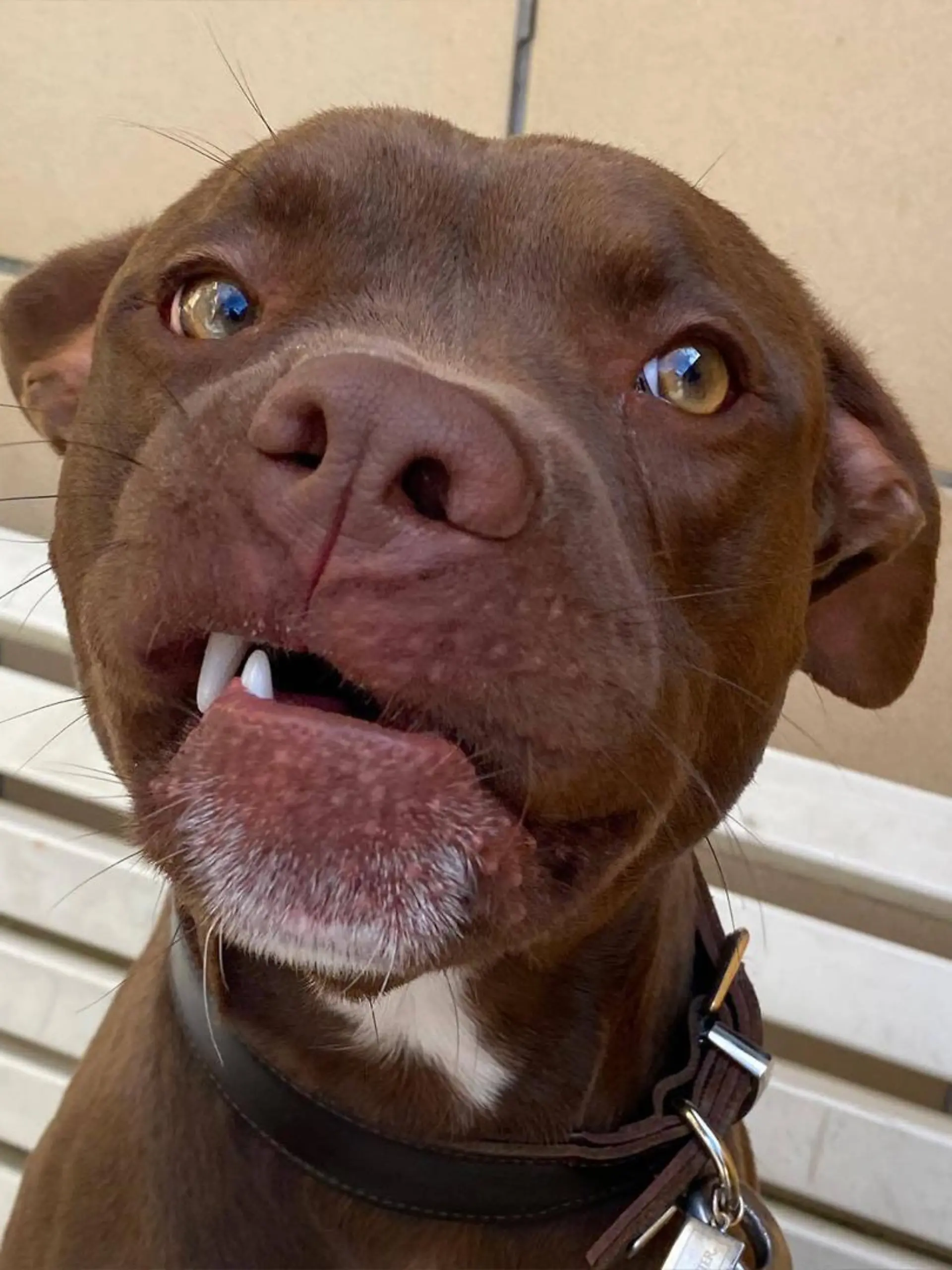 Hund Titus nah
