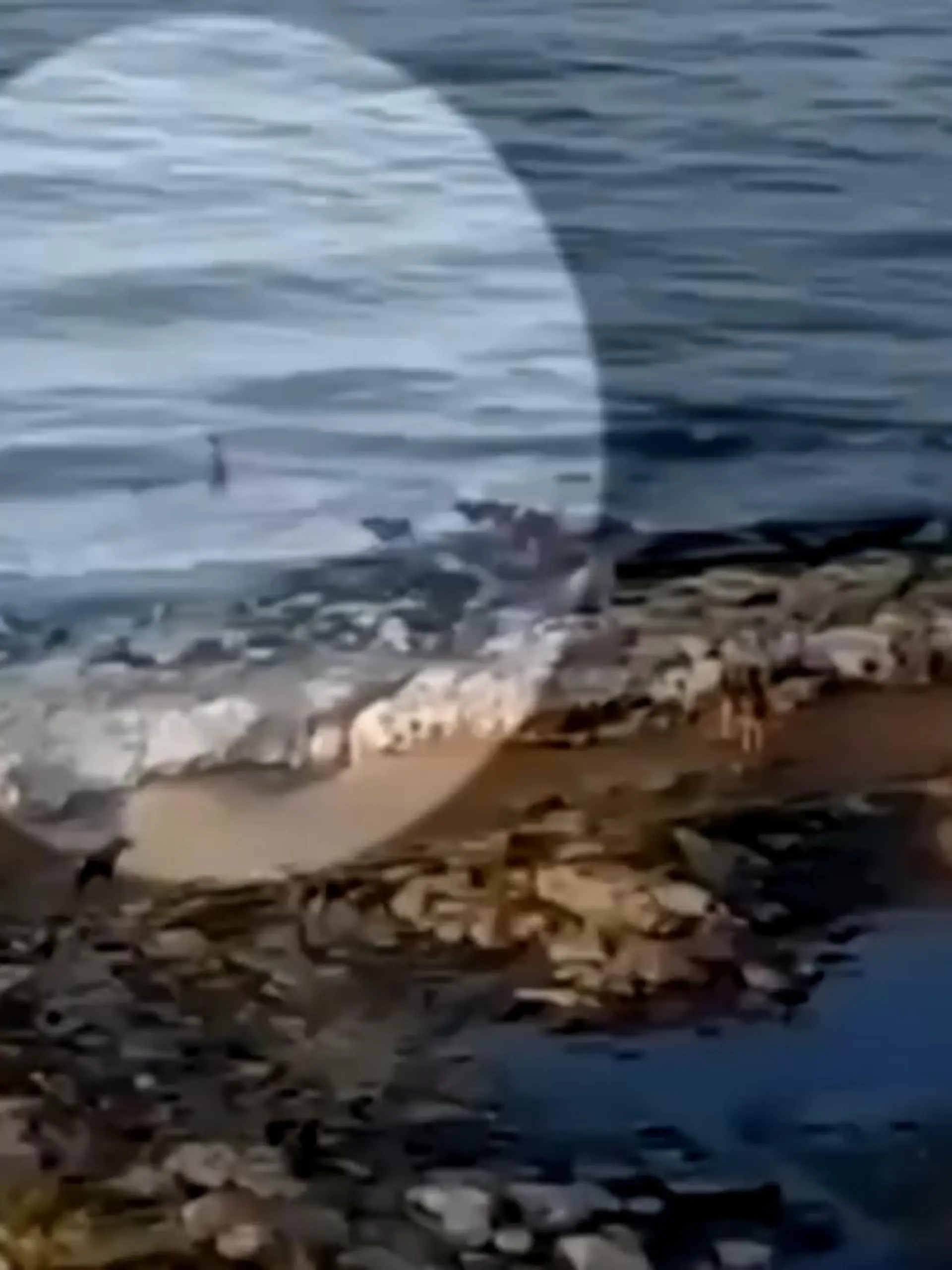 Ein Junge entkommt an einem russischen Strandabschnitt einem Rudel wilder Hunde. Sein letzter Ausweg: Er flieht vor den streunenden Tieren ins Meer. Die dramatischen Bilder im Video!