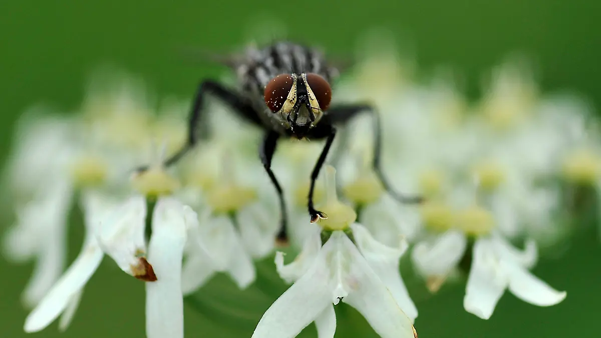 Eine Fliege sitzt am Montag (18.07.2011) auf einer Blüte in Königsdorf (Oberbayern). Die Lebensdauer einer Fliege beträgt oft nur wenige Wochen oder Tage. Foto: Frank Leonhardt dpa/lby  +++(c) dpa - Bildfunk+++
