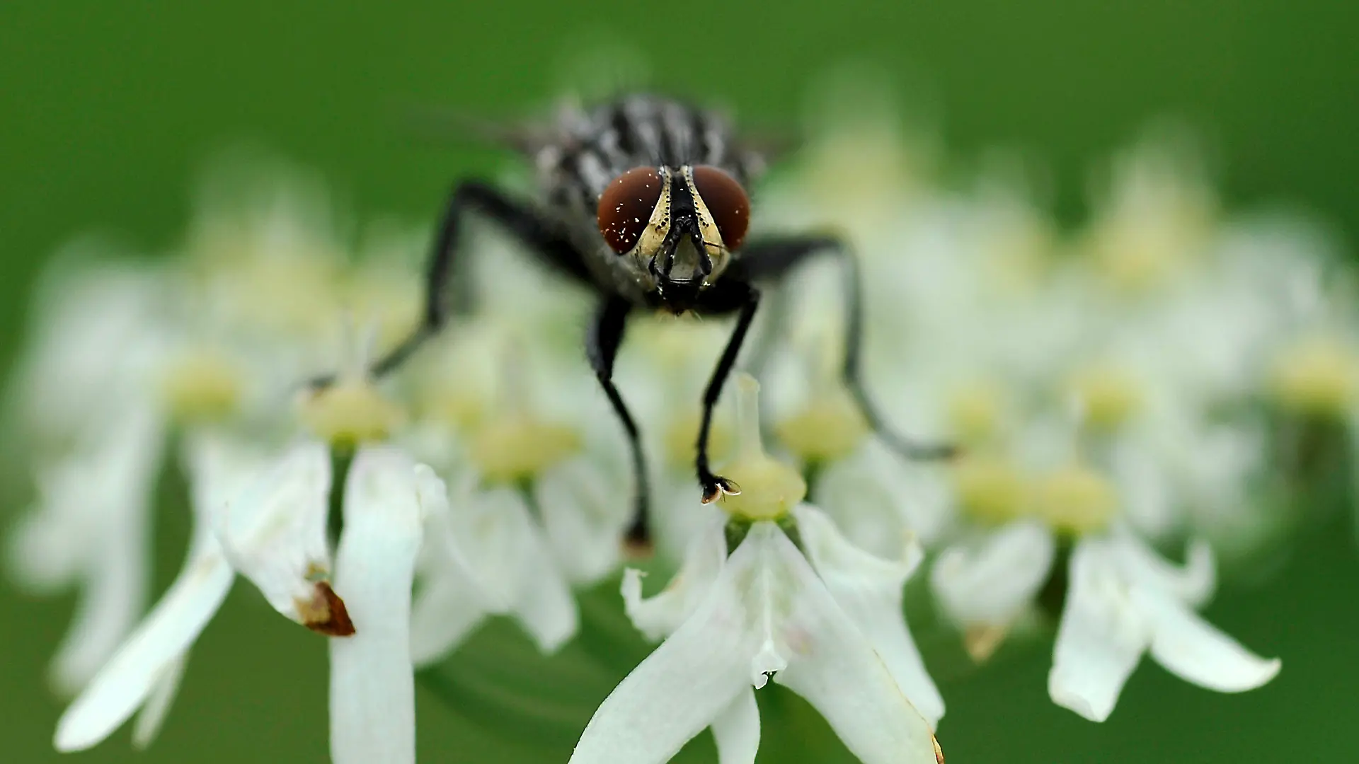 Eine Fliege sitzt am Montag (18.07.2011) auf einer Blüte in Königsdorf (Oberbayern). Die Lebensdauer einer Fliege beträgt oft nur wenige Wochen oder Tage. Foto: Frank Leonhardt dpa/lby +++(c) dpa - Bildfunk+++
