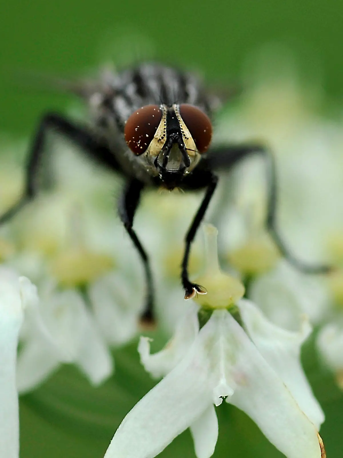 Eine Fliege sitzt am Montag (18.07.2011) auf einer Blüte in Königsdorf (Oberbayern). Die Lebensdauer einer Fliege beträgt oft nur wenige Wochen oder Tage. Foto: Frank Leonhardt dpa/lby  +++(c) dpa - Bildfunk+++