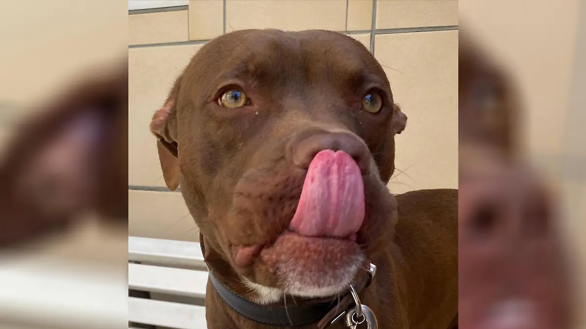 Titus legt Zunge an Nase