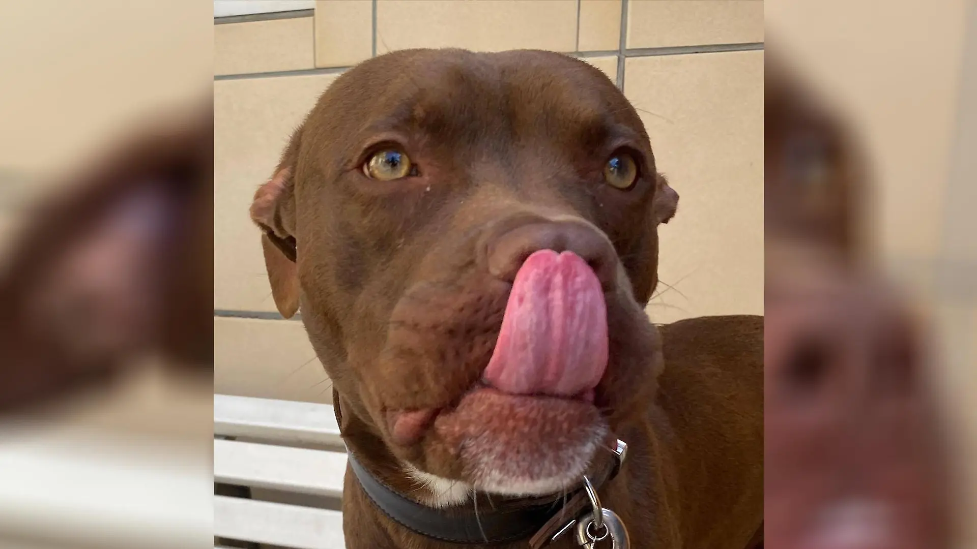 Titus legt Zunge an Nase