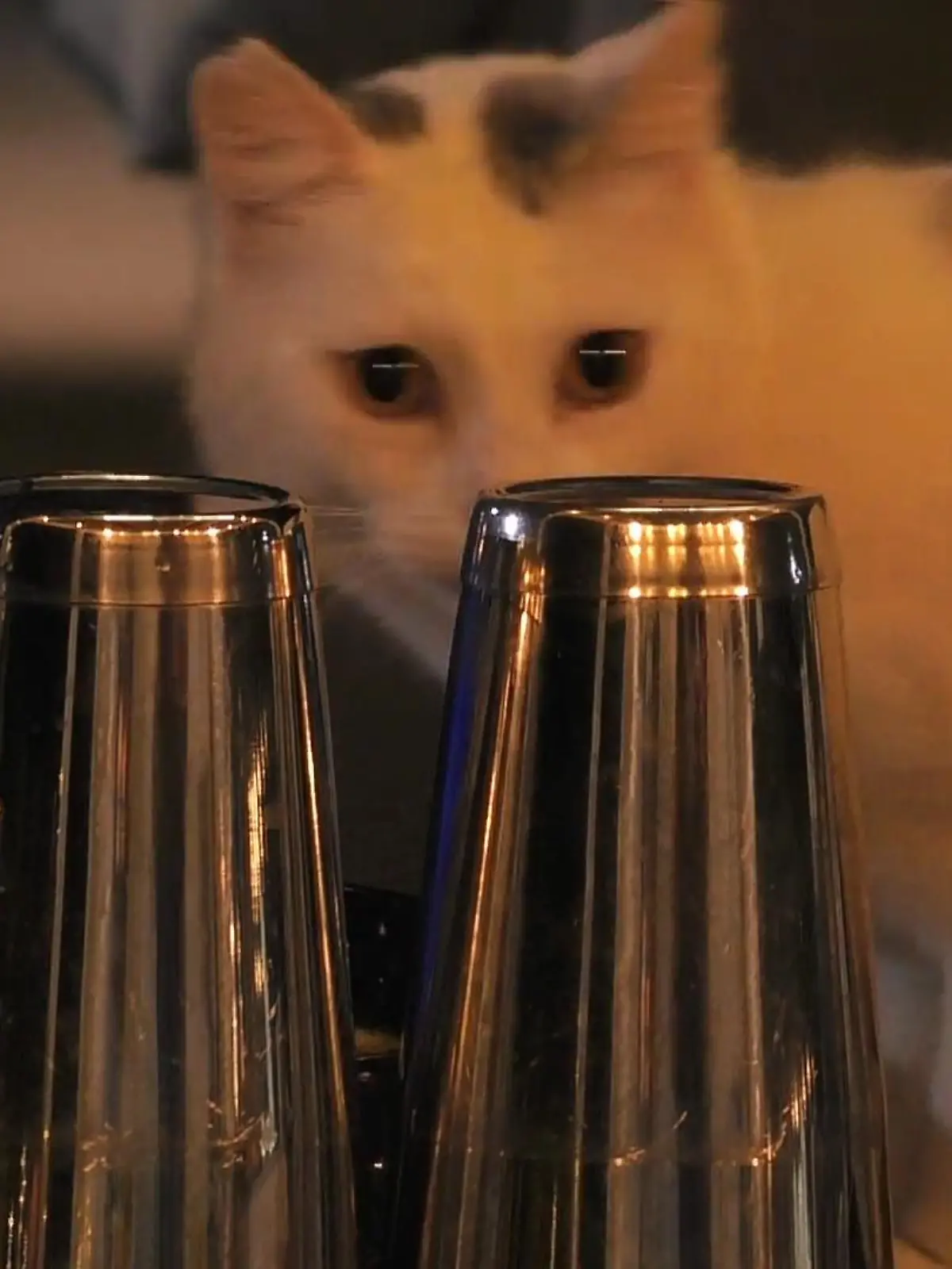 Bild zu: "Die Katze mopst sich den Nachtisch"