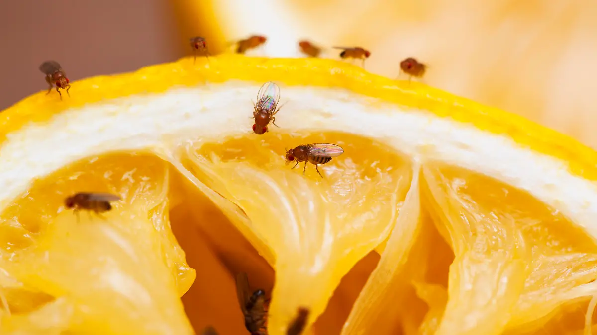 Fruit flies on squeezed lemon slice; see other similar images: