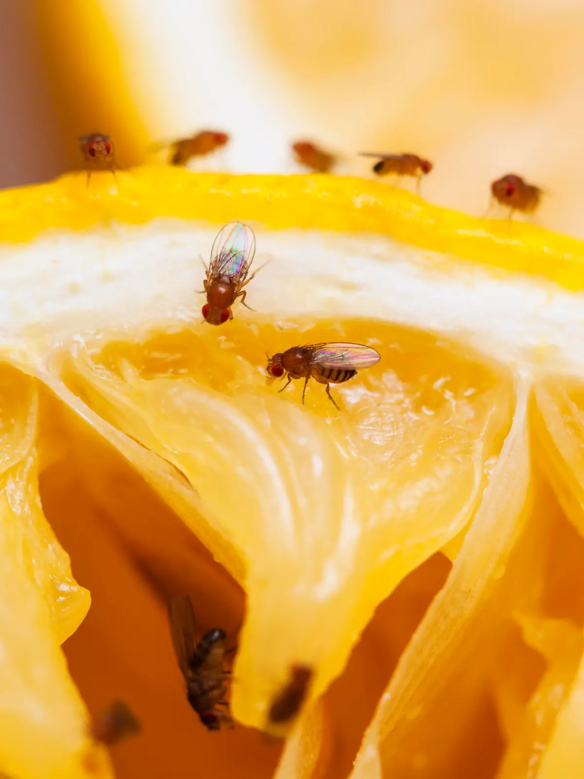 Fruit flies on squeezed lemon slice; see other similar images: