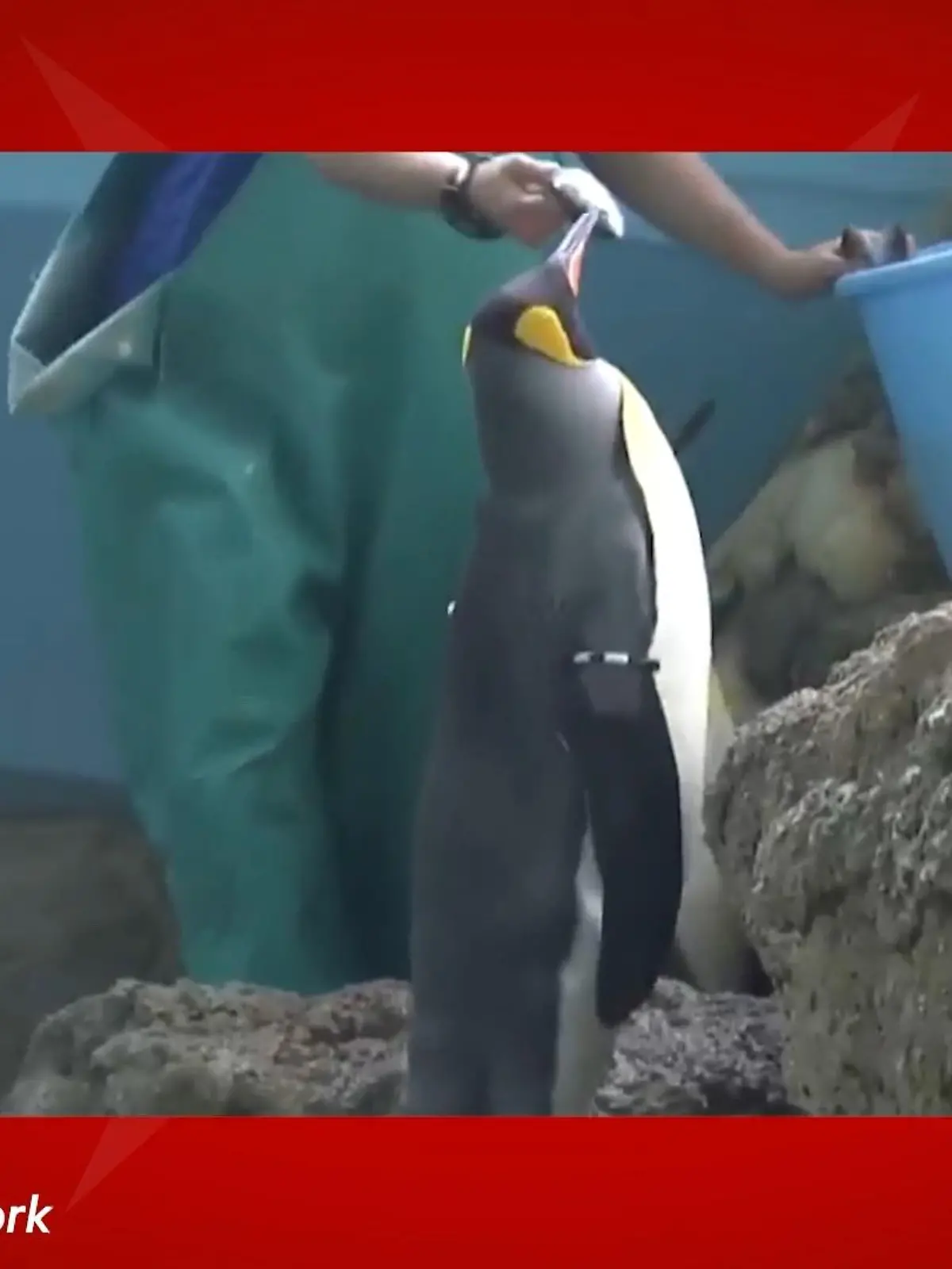 Billige Makrelen? Kommt für diese Piguine aus Japan nicht infrage! Und auch die Otter des Zoos sind von dem neuen Futter nicht gerade begeistert...