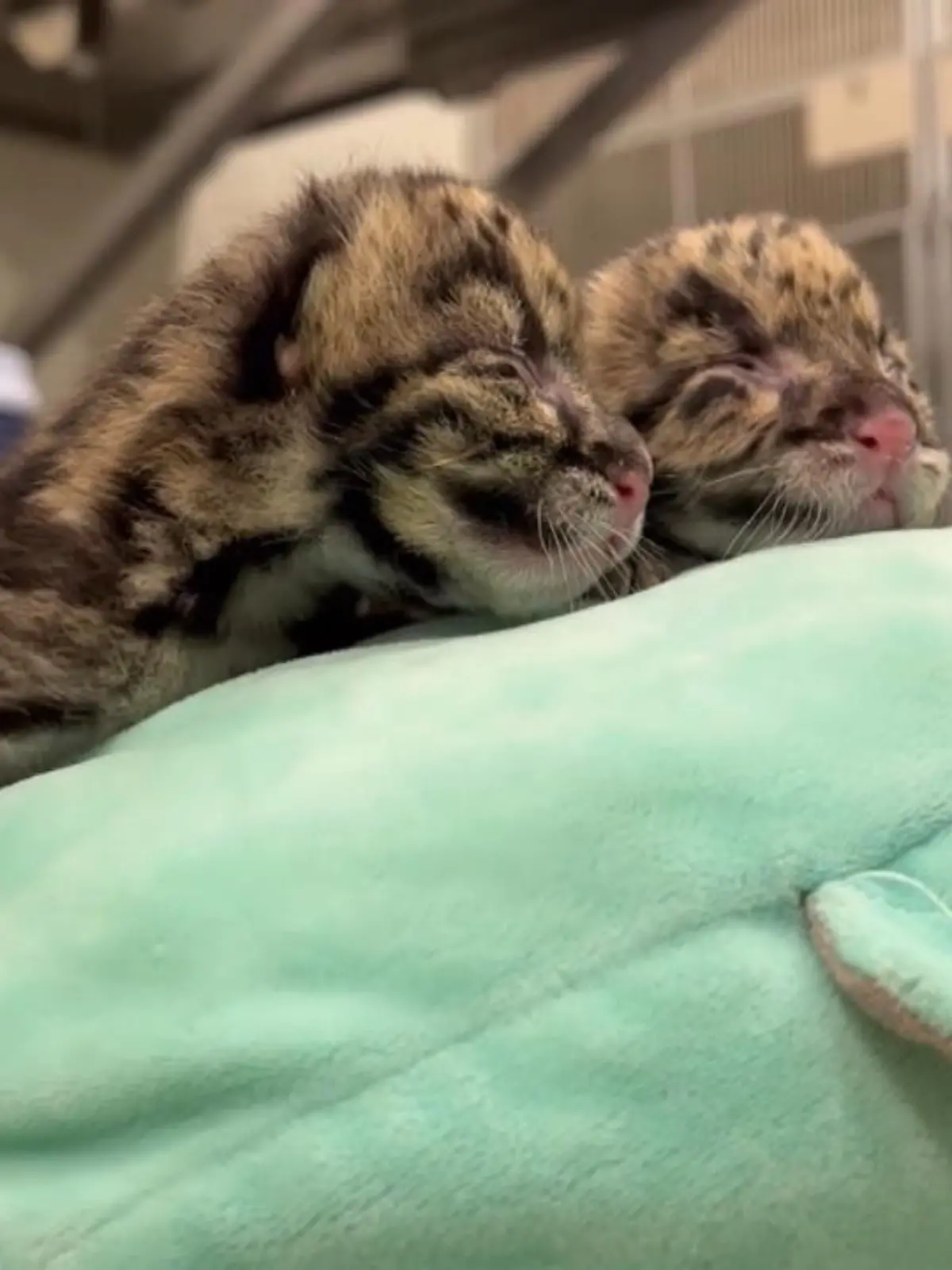 Im Zoo von Nashville, USA, sind zwei kleine Grauleoparden auf die Welt gekommen. Das Zwillingspärchen begeistert seitdem nicht nur Mama und Papa, sondern auch alle Zoobesucher.