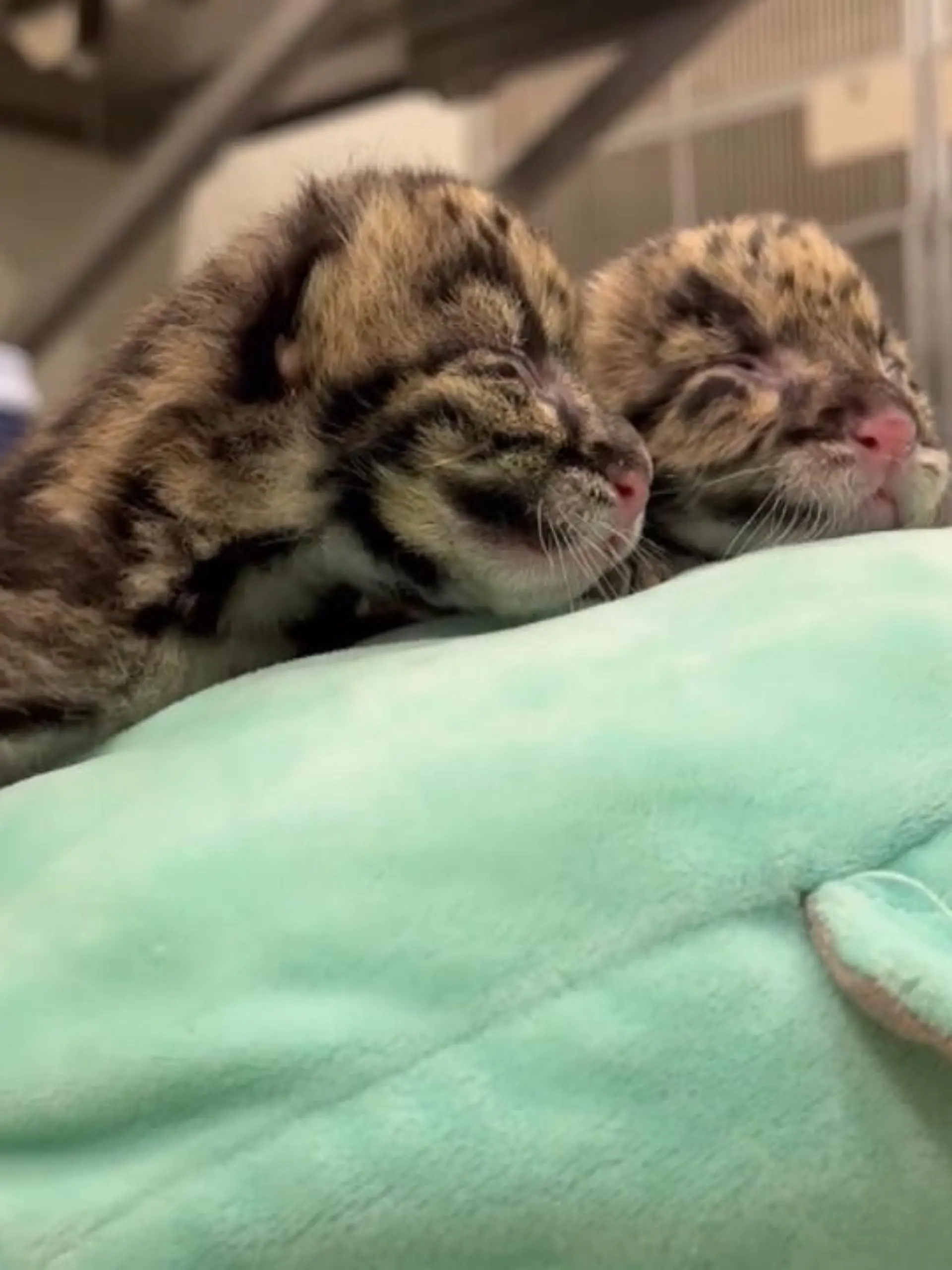 Im Zoo von Nashville, USA, sind zwei kleine Grauleoparden auf die Welt gekommen. Das Zwillingspärchen begeistert seitdem nicht nur Mama und Papa, sondern auch alle Zoobesucher.