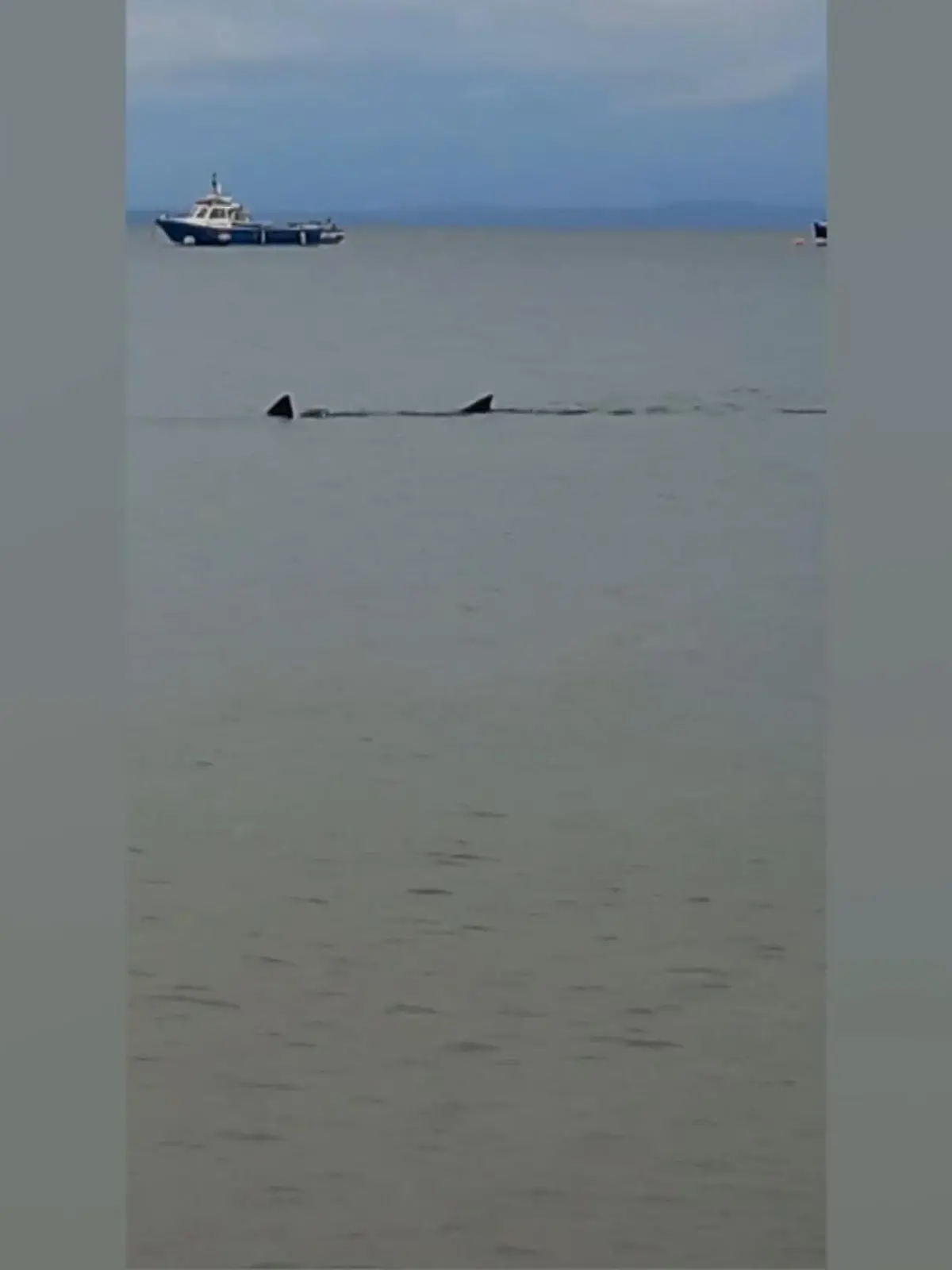 Was für ein aufregender Moment für Fischer Alex Brace. Während er sein Boot im Hafen von Tenby, Wales, vertaut, sieht er einen Hai durch das Becken schwimmen. Mehrere Minuten lang schwimmt das Tier vor Alex' Boot hin und her, der das Spektakel die ganze Zeit mitfilmt.