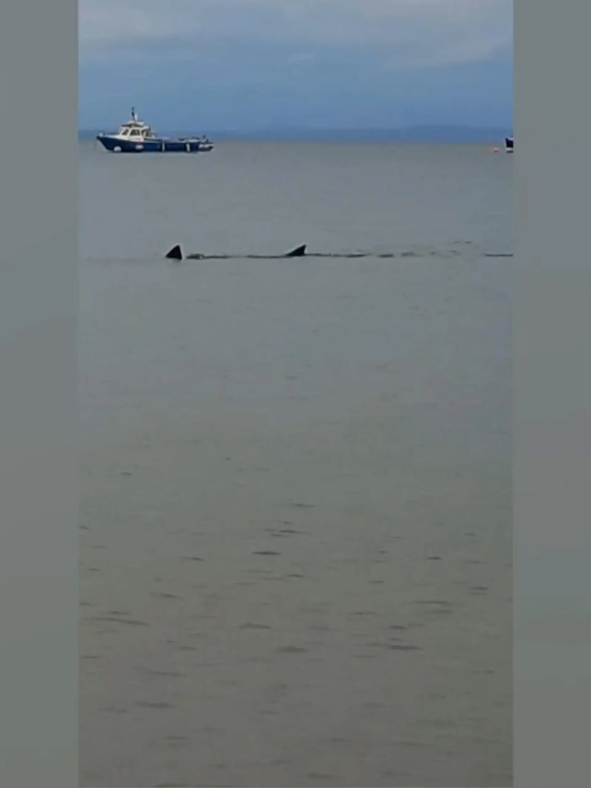 Was für ein aufregender Moment für Fischer Alex Brace. Während er sein Boot im Hafen von Tenby, Wales, vertaut, sieht er einen Hai durch das Becken schwimmen. Mehrere Minuten lang schwimmt das Tier vor Alex' Boot hin und her, der das Spektakel die ganze Zeit mitfilmt.