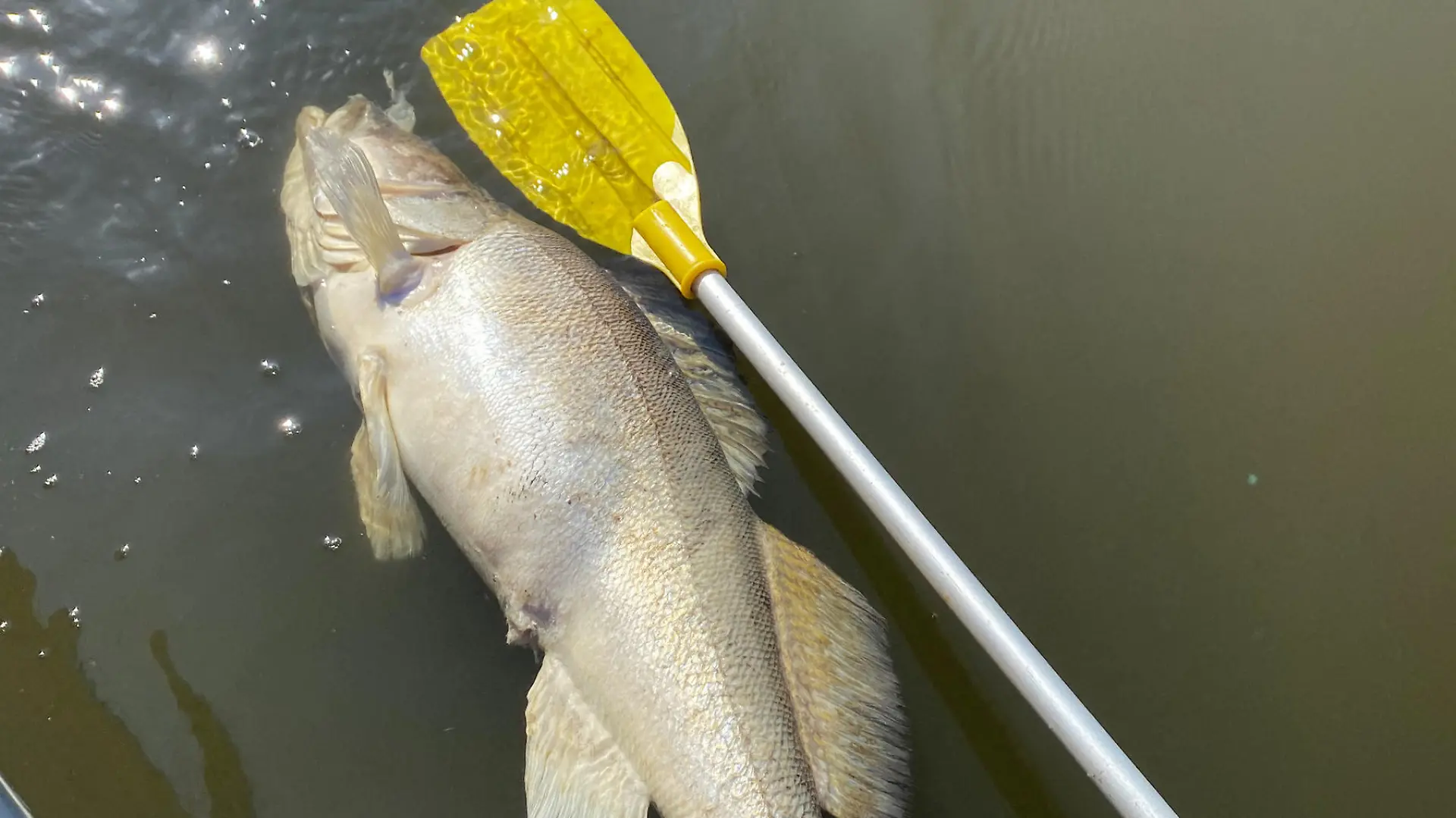 HANDOUT - 28.06.2022, Hamburg: Ein toter Fisch treibt im Wasser. Die Umweltverbände BUND, Nabu und WWF schlagen mit Blick auf zahlreiche tote Fische in der Elbe Alarm. Wegen des aktuell zu geringen Sauerstoffs im Wasser der Elbe setze derzeit ein dramatisches Fischsterben ein. (zu dpa: «Zu wenig Sauerstoff in Elbe - Umweltschützer warnen vor Massensterben») Foto: Daniel Osipow/BUND/dpa +++ dpa-Bildfunk +++