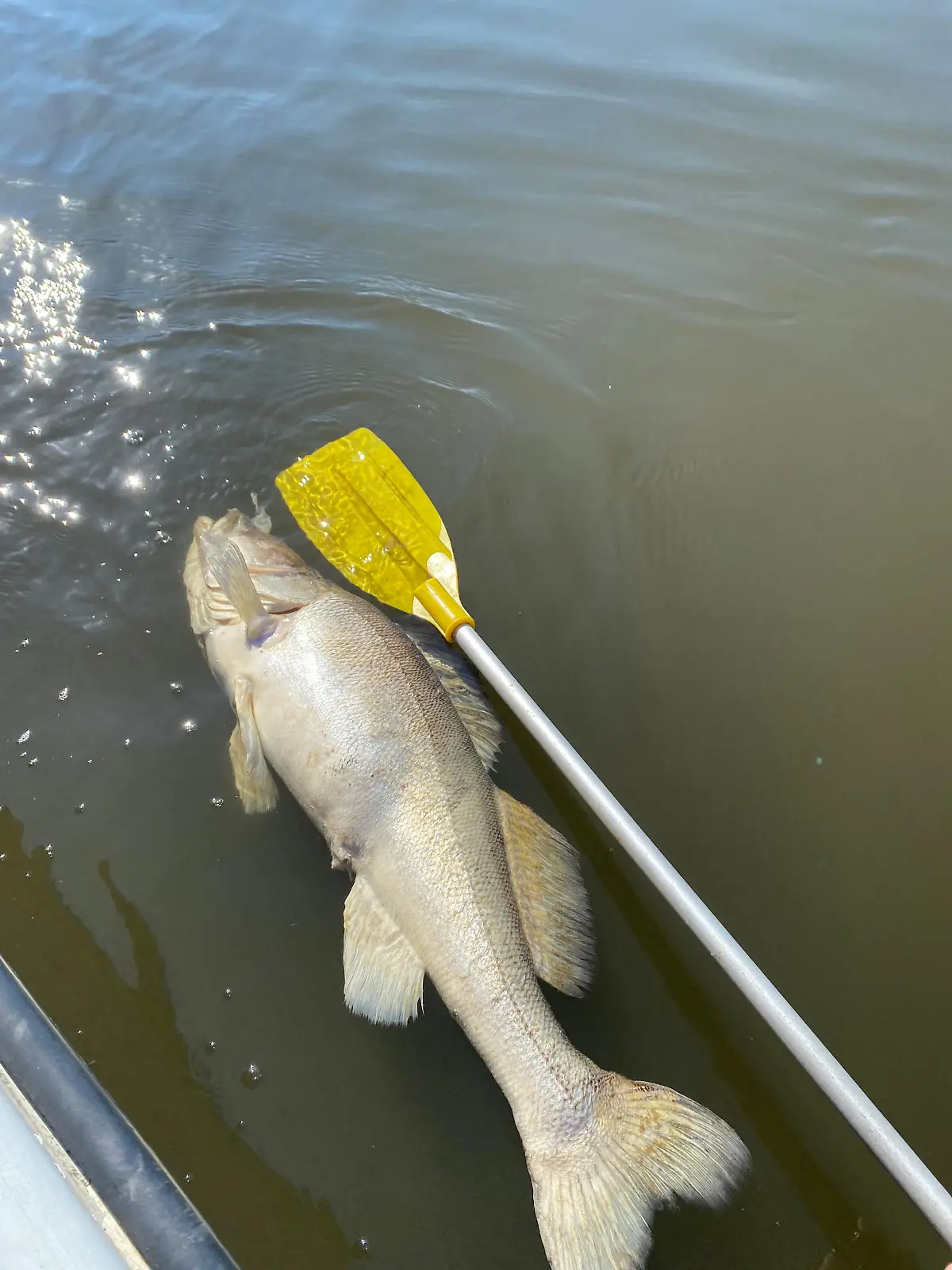 HANDOUT - 28.06.2022, Hamburg: Ein toter Fisch treibt im Wasser. Die Umweltverbände BUND, Nabu und WWF schlagen mit Blick auf zahlreiche tote Fische in der Elbe Alarm. Wegen des aktuell zu geringen Sauerstoffs im Wasser der Elbe setze derzeit ein dramatisches Fischsterben ein. (zu dpa: «Zu wenig Sauerstoff in Elbe - Umweltschützer warnen vor Massensterben») Foto: Daniel Osipow/BUND/dpa +++ dpa-Bildfunk +++