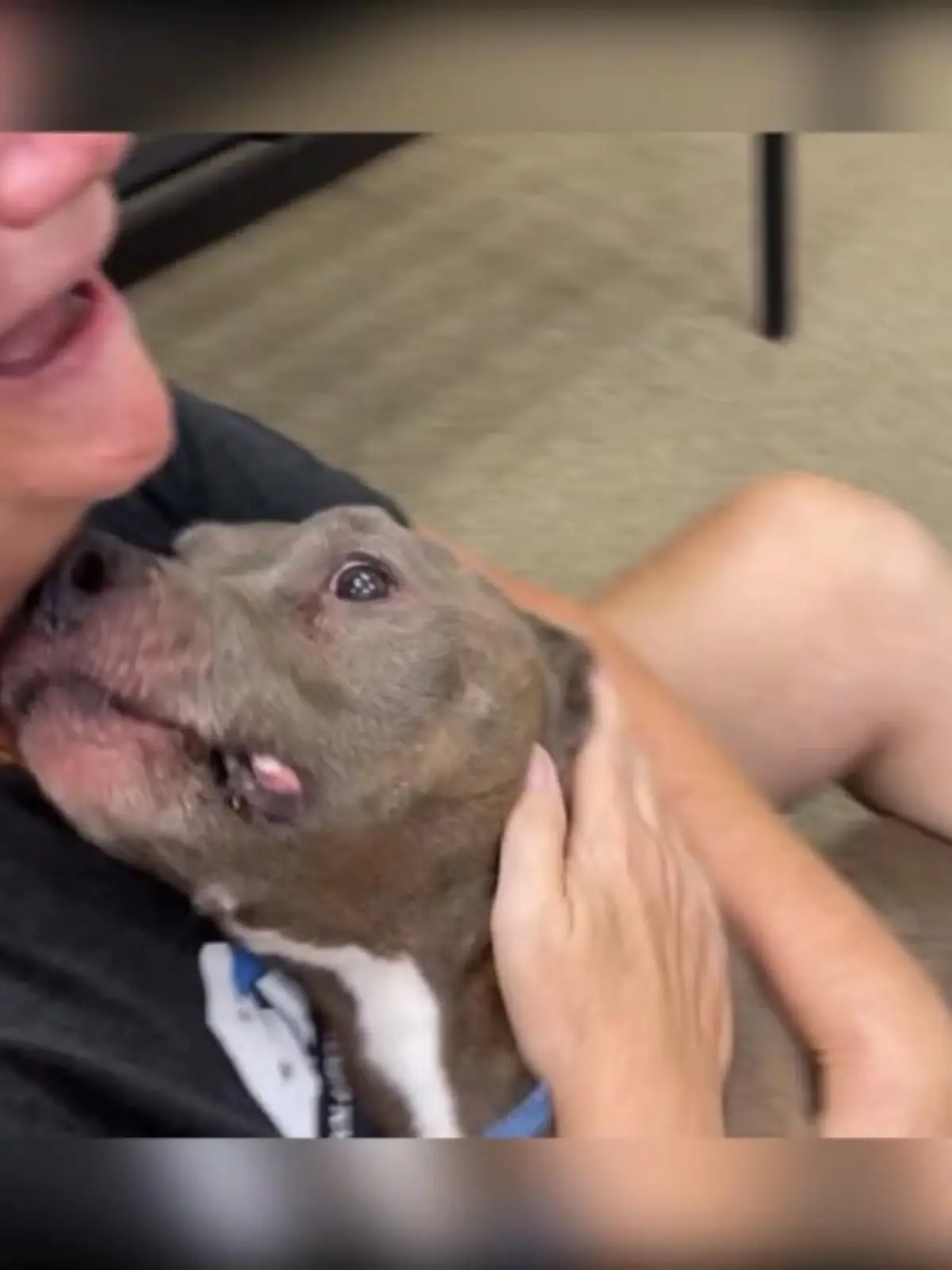 Im Jahr 2014 war Betsy DeHaan einen kurzen Moment unachtsam und ihr Pitbull-Mischling Harley büxte aus ihrem Garten aus. Mehrere Monate lang hat die Amerikanerin ihren Hund gesucht – erfolglos. Den Gedanken, dass Harley noch irgendwo da draußen rumläuft, wollte Frauchen Betsy aber nie ganz loslassen.