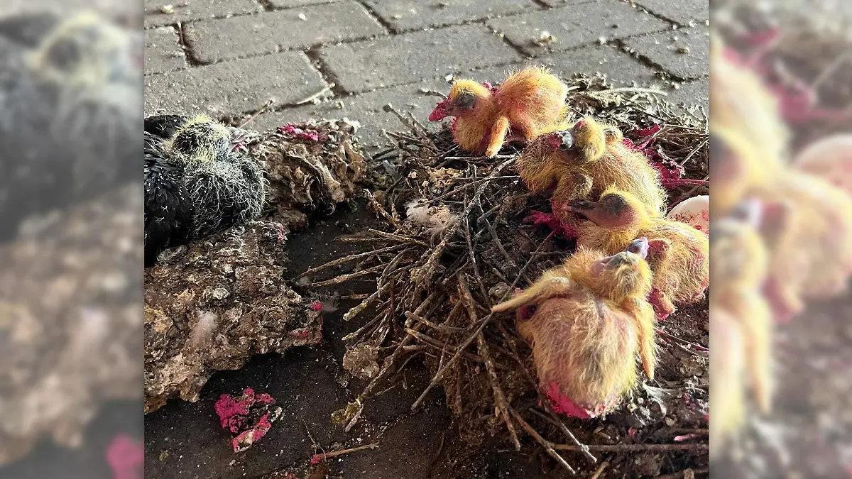 Küken mit Farbe beschmiert