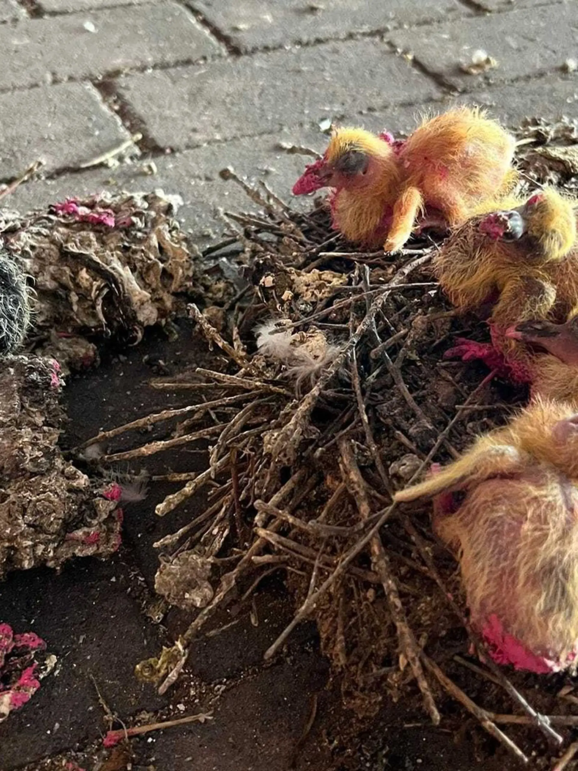 Küken mit Farbe beschmiert