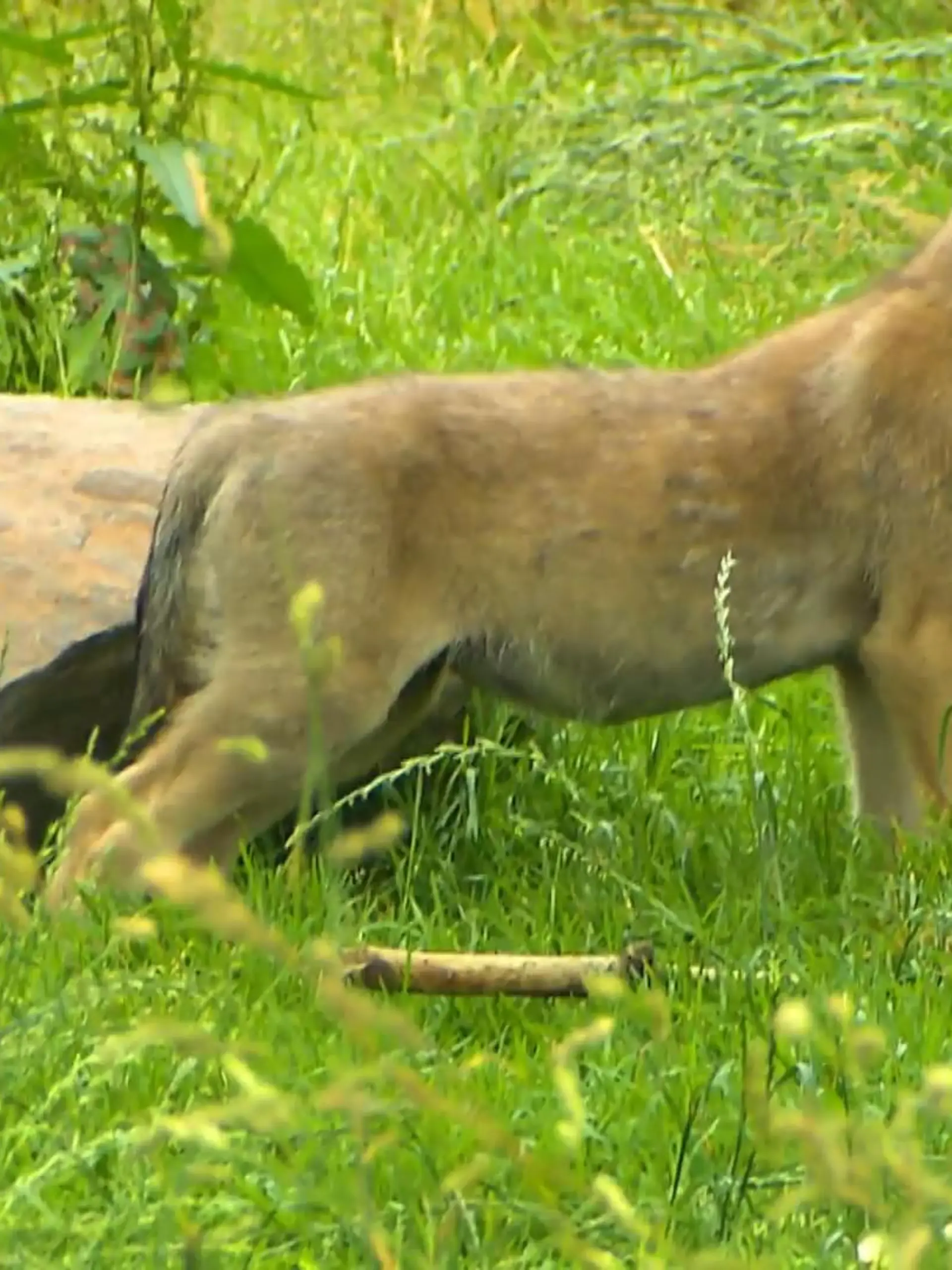 Zugegeben: So klein sind die sieben Wolfswelpen, die aktuell durch das Gehege im Wildtierpark Edersee springen, nicht mehr. Schließlich sind sie auch schon in der Woche vor Ostern geboren. Mit der offiziellen Verkündung ließ sich der Wildtierpark aber etwas Zeit – aus gutem Grund. In den ersten Wochen kann den Kleinen nämlich immer noch etwas passieren. Jetzt sind die kleinen Wölfe aber kräftig genug und erkunden fleißig ihre Umfeld. Nur eins fehlt noch: ihre Namen!