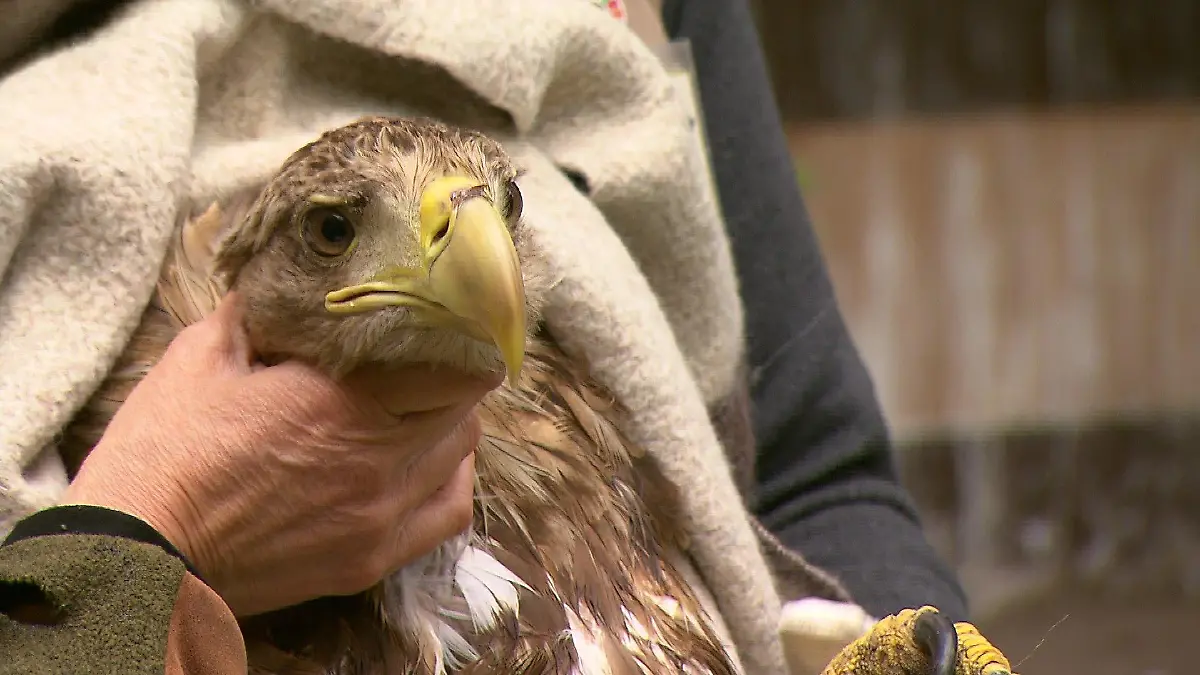 Seeadler in Wildtierauffangstation