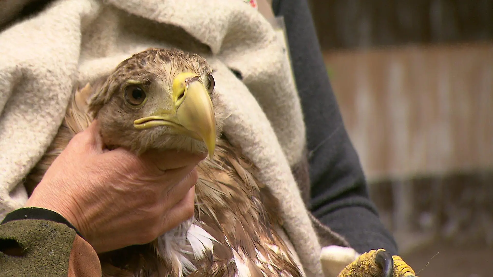 Seeadler in Wildtierauffangstation