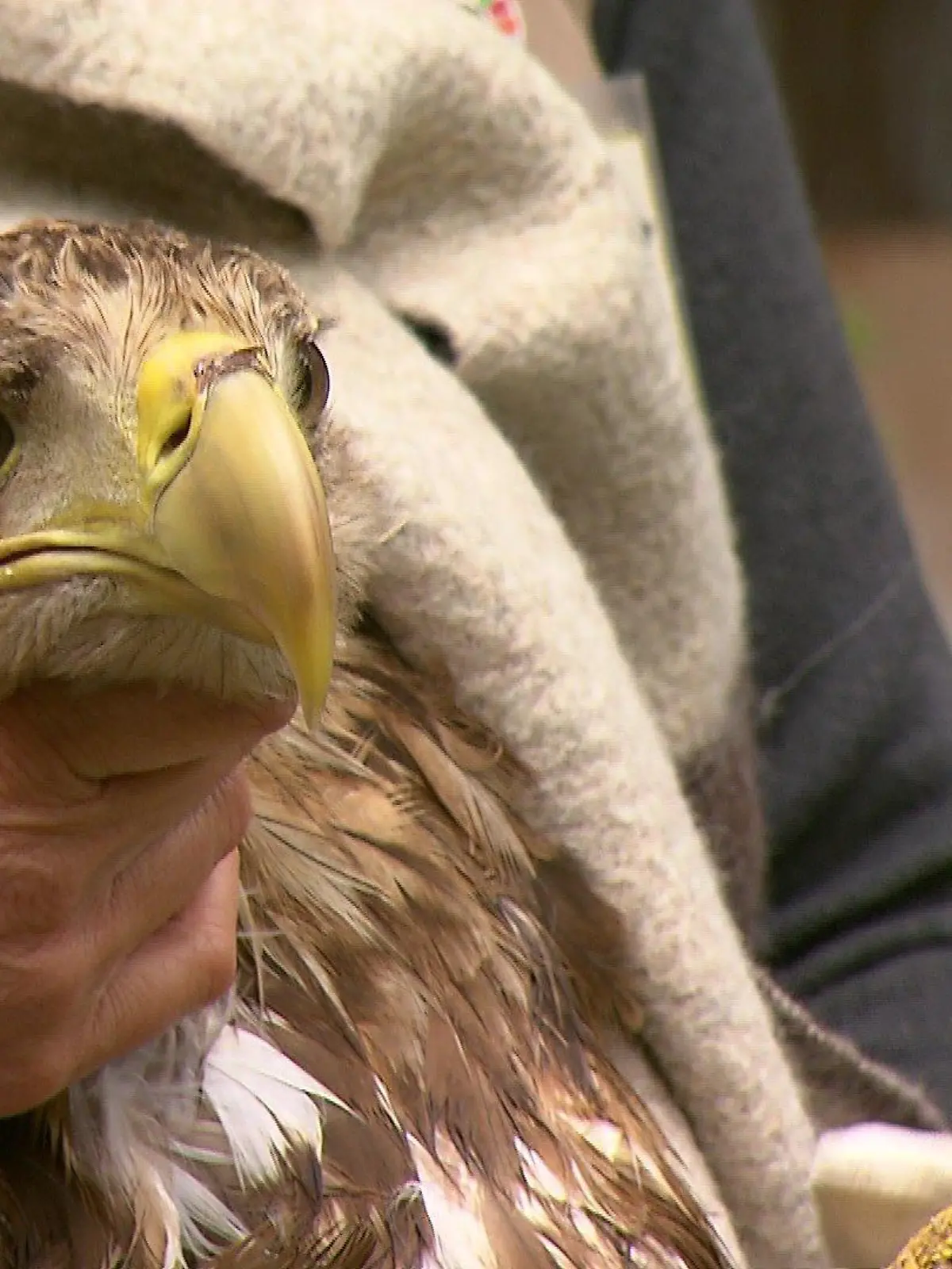 Seeadler in Wildtierauffangstation