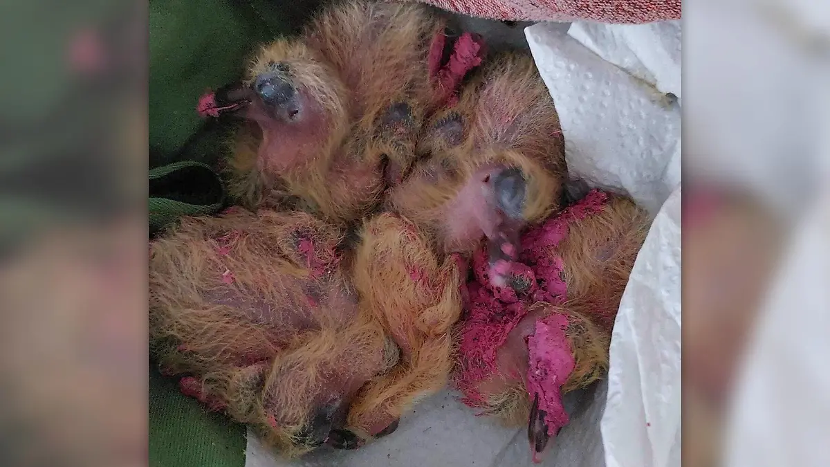 Tauben-Küken gequält