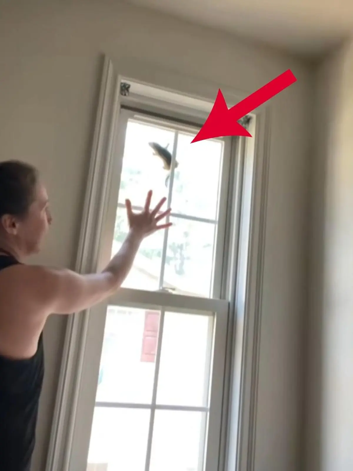 Auch wenn das nicht so aussieht. TikTokerin GetBurly versucht hier wirklich dieses Streifenhörnchen zu retten. Das Streifenhörnchen hatte sich zwischen Fenster und Fliegengitter verfangen und wäre ohne Hilfe der TikTokerin nicht mehr rausgekommen.