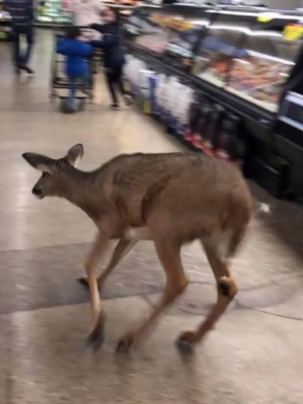 Bild zu: "Dieses Reh ist auf Shopping-Tour im Supermarkt"
