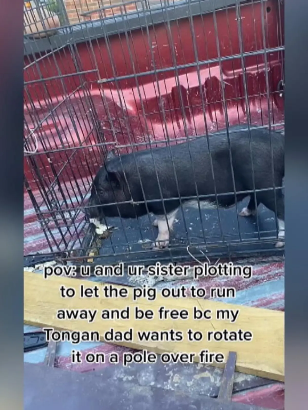 In Texas in den USA hat ein Vater ein kleines Ferkel gekauft, nur um es am Abend zu schlachten. Das wollen seine beiden Töchter Nadia und ihre Schwester nicht zulassen. Am Ende landet das Tier doch auf dem Teller. Was seine Töchter dazu sagen, erfahren Sie im Video.