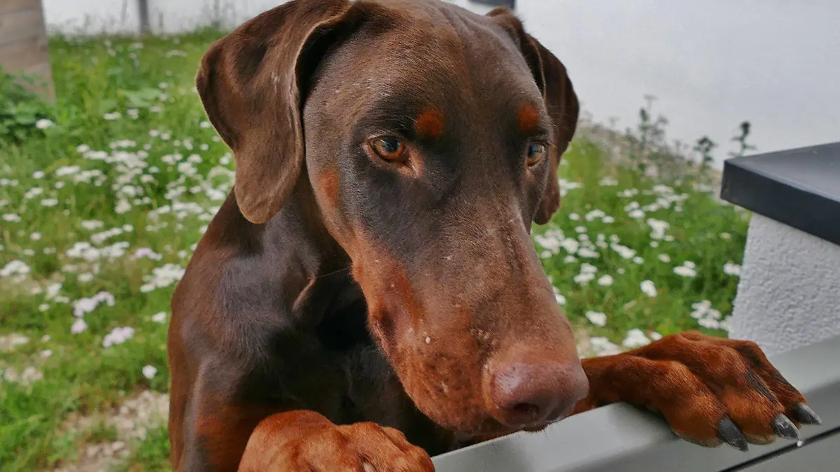 Sein Halter misshandelte den jungen Hund brutal.