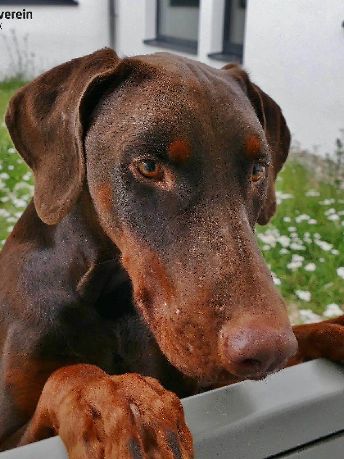 Sein Halter misshandelte den jungen Hund brutal.