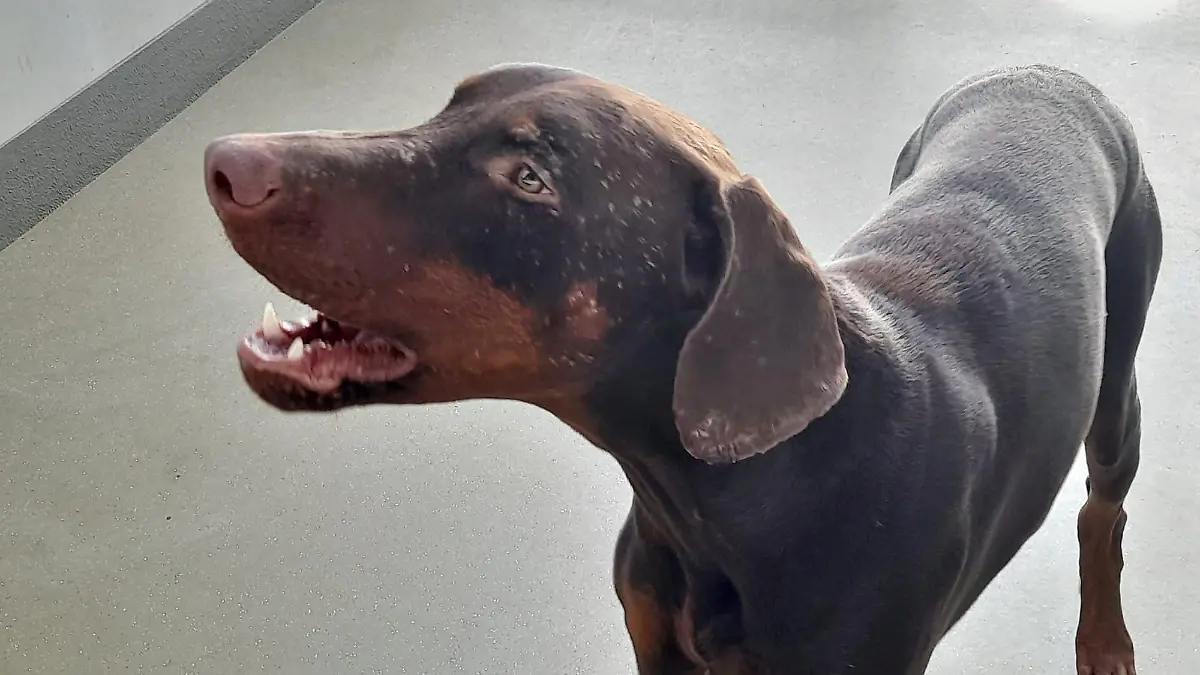 Der Dobermann ist zur Zeit im Tierheim München untergebracht.