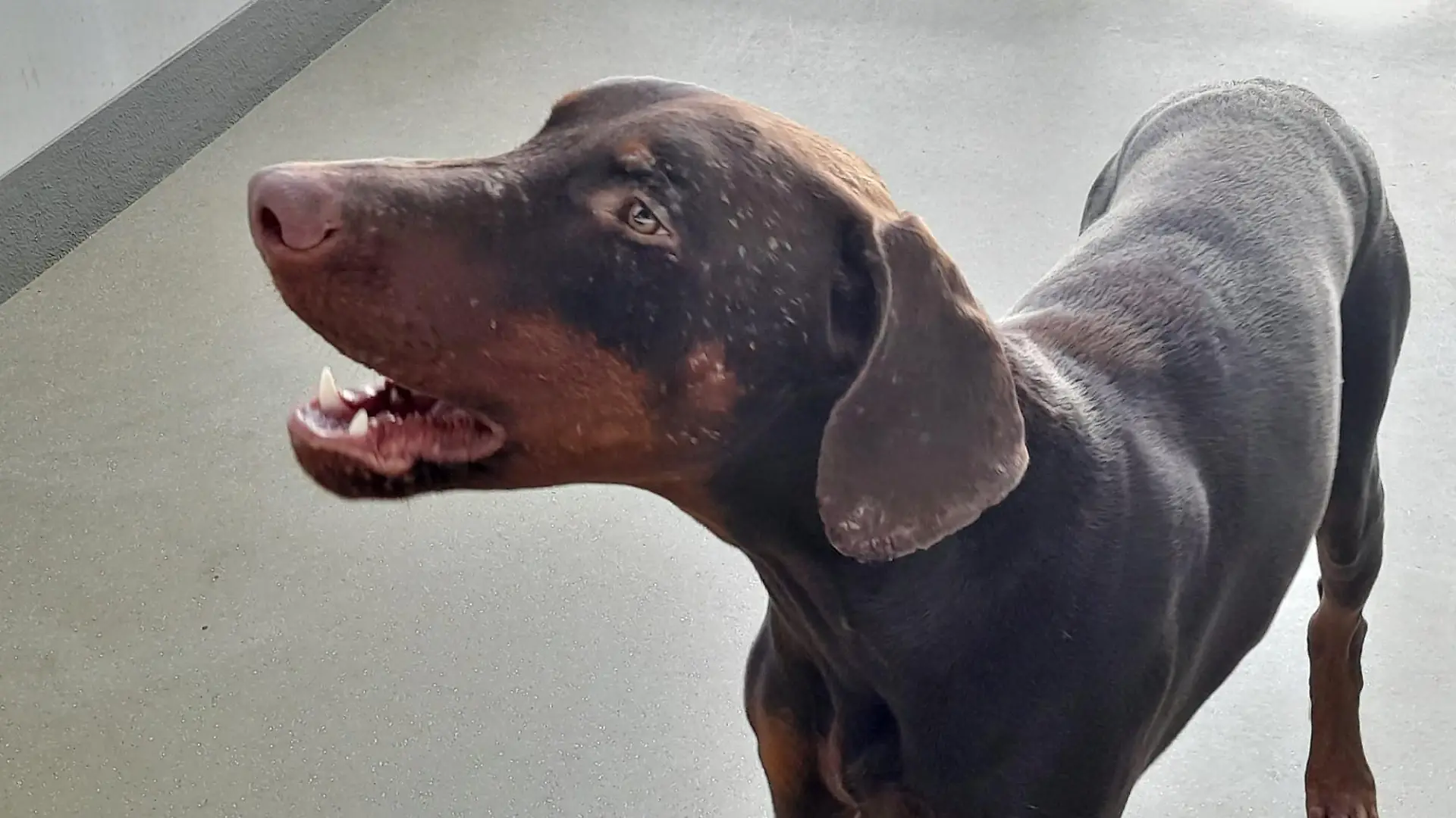 Der Dobermann ist zur Zeit im Tierheim München untergebracht.
