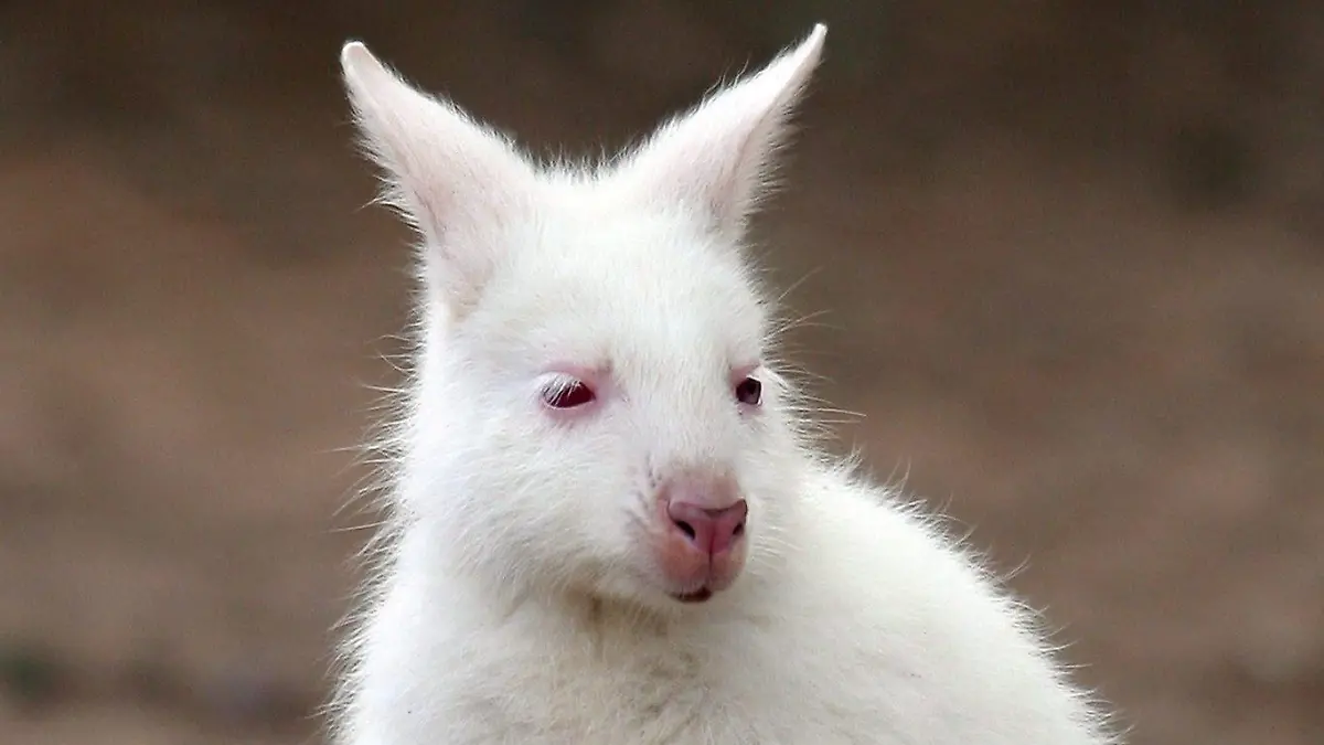 A three-month old albino wallaby is seen in his Buenos Aires Zoo cage with his mother, a red neck wallaby, Friday, 14 April 2006, in the Argentinean capital. EPA/Martin Zabala +++(c) dpa - Report+++