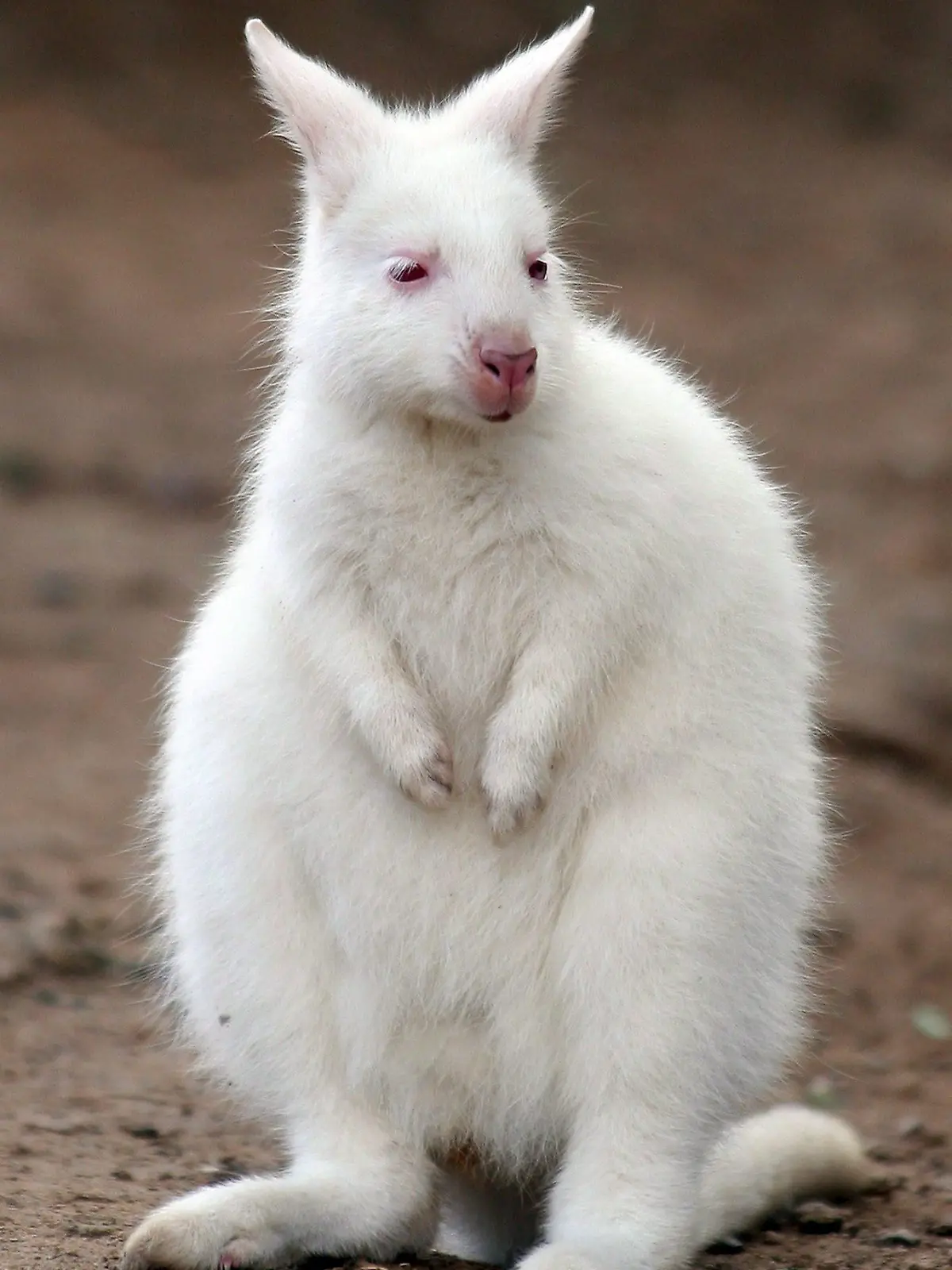 A three-month old albino wallaby is seen in his Buenos Aires Zoo cage with his mother, a red neck wallaby, Friday, 14 April 2006, in the Argentinean capital. EPA/Martin Zabala   +++(c) dpa - Report+++