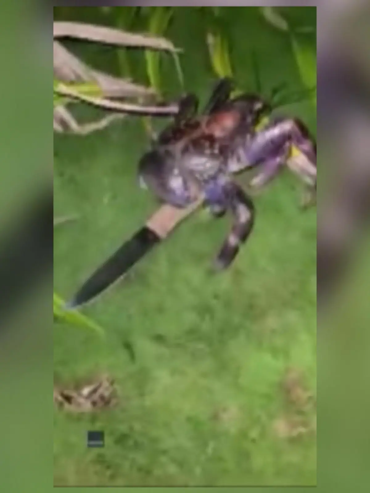 Kyle King macht bei seinem Camping-Ausflug eine furchterregende Entdeckung: Eine riesige Krabbe, in ihren Scheren ein scharfes Küchenmesser.