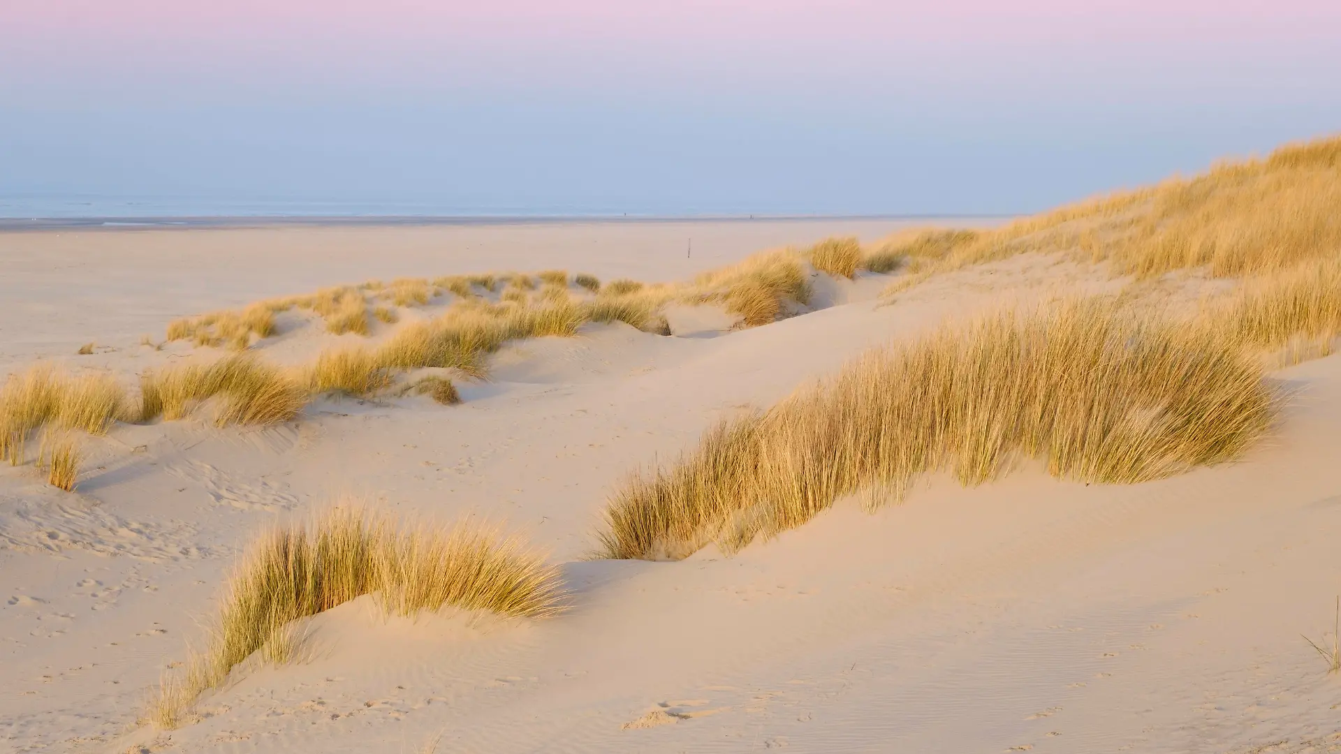 Germany, Lower Saxony, Juist, Marram grass growing on sandy beach at dusk, WIF04497