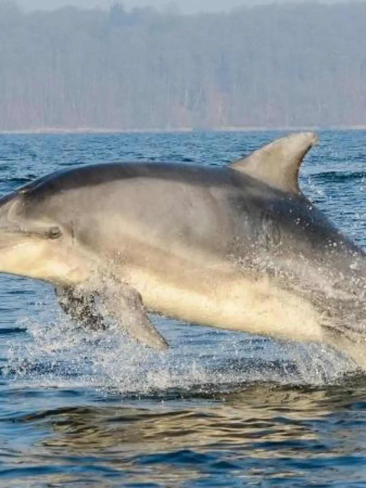 Ein Delfin in der Flensburger Förde. Foto: Benjamin Nolte