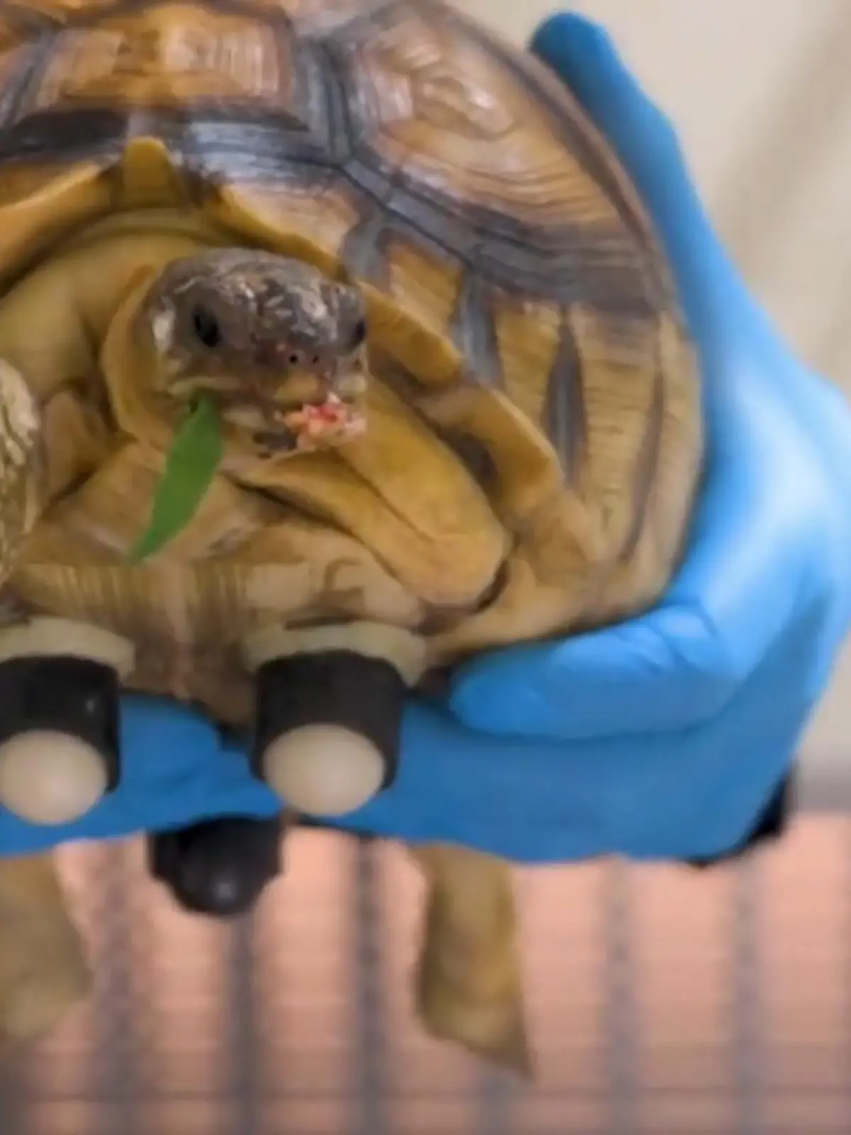 Bild zu: "Handicap-Turtle rollt durchs Leben"