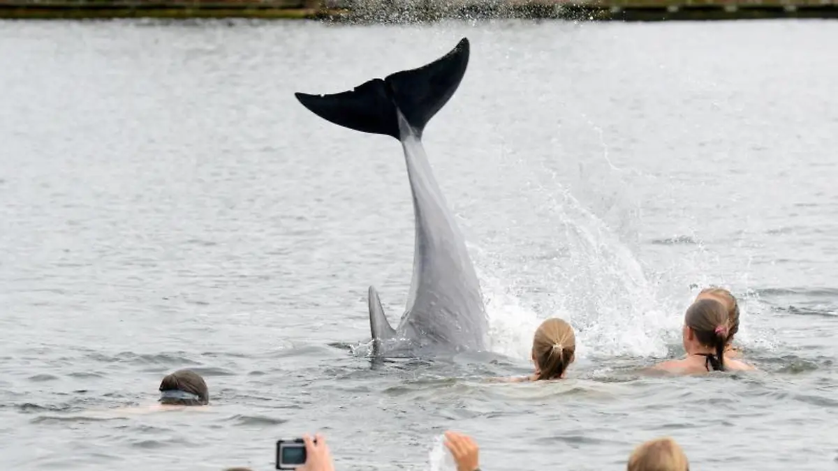 Ein Delfin schwimmt zwischen Badenden