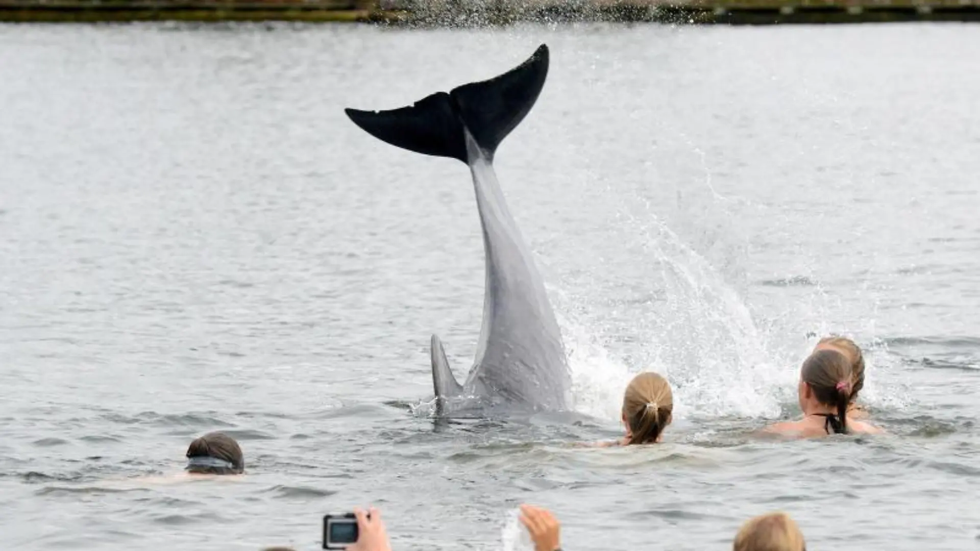 Ein Delfin schwimmt zwischen Badenden