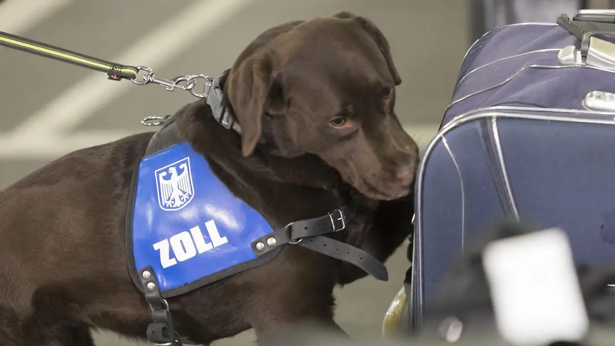 Zollhund bei der Arbeit