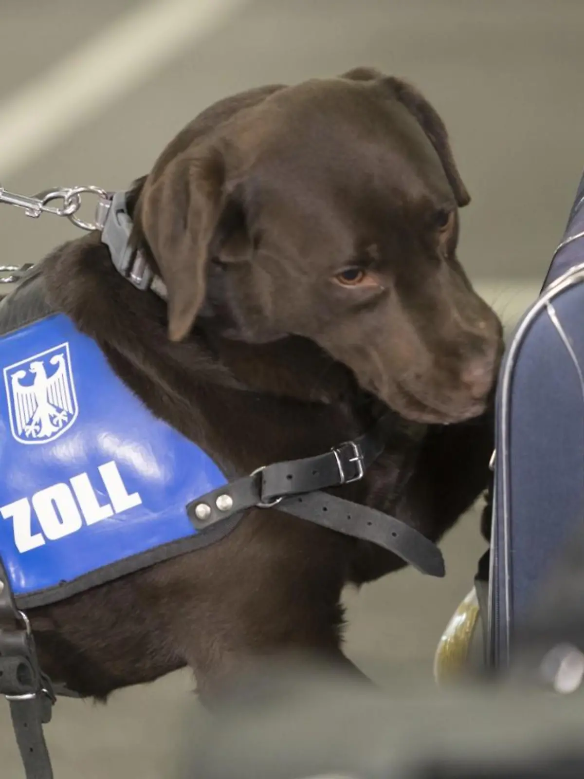 Zollhund bei der Arbeit